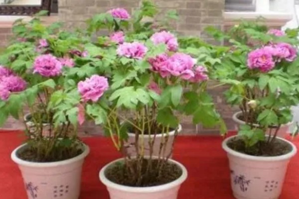 牡丹的用途，可供观赏也可食用