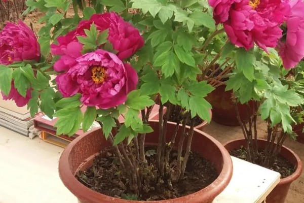 牡丹的用途，可供观赏也可食用