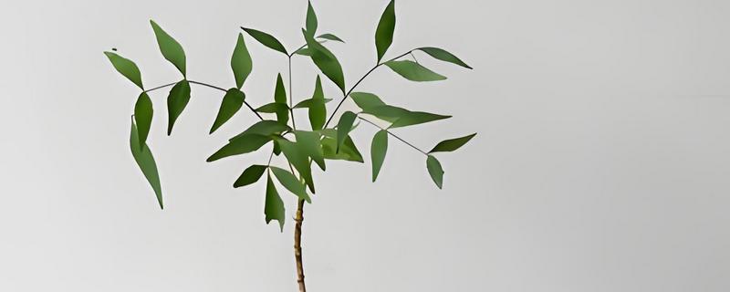 十大功劳的修剪方法，把病弱枝、枯黄枝、虫害枝剪除