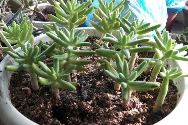 八千代好不好养，属于比较好养的植物