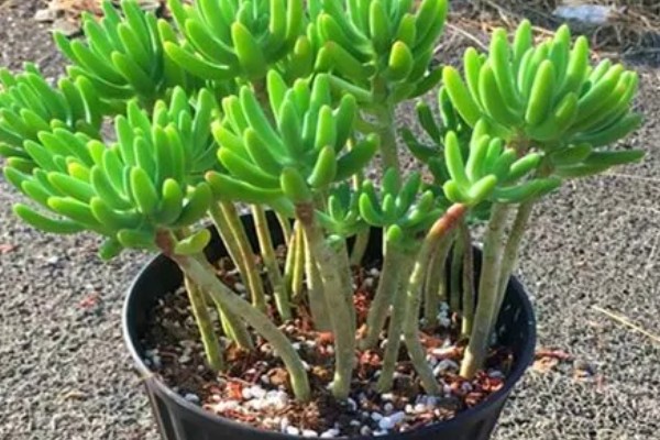 八千代好不好养，属于比较好养的植物