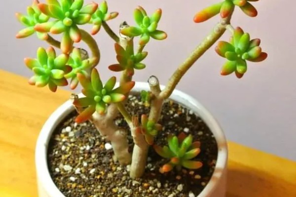 八千代好不好养，属于比较好养的植物