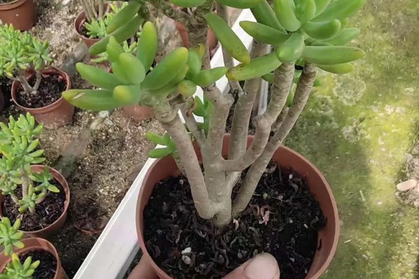 八千代好不好养，属于比较好养的植物