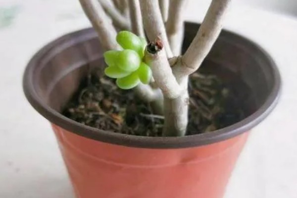 八千代好不好养，属于比较好养的植物