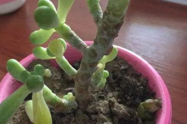 八千代好不好养，属于比较好养的植物