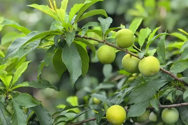 李子坐果率低是什么原因，可能是气候原因所致