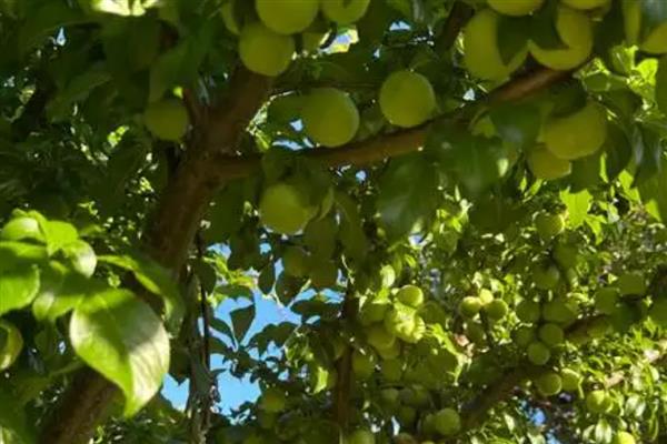 李子坐果率低是什么原因，可能是气候原因所致