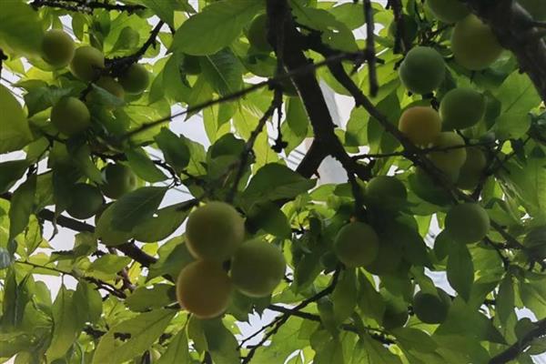 李子坐果率低是什么原因，可能是气候原因所致