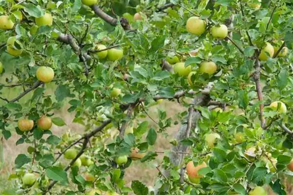 李子坐果率低是什么原因，可能是气候原因所致