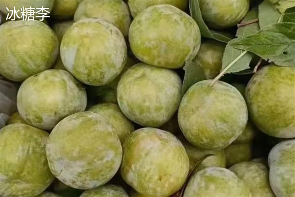 李子坐果率低是什么原因，可能是气候原因所致