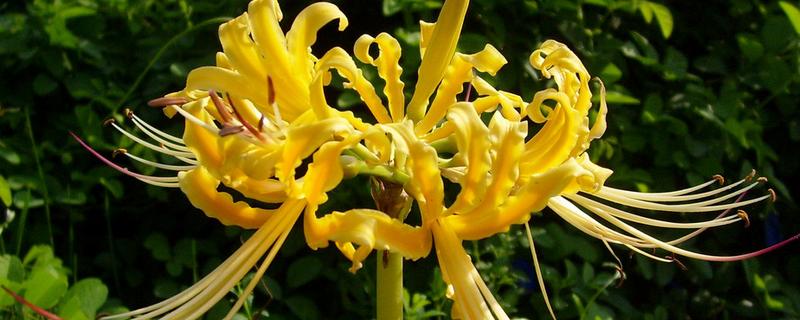 黄花石蒜有没有毒，全株都有毒