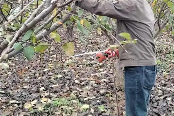 梨树的剪枝时间，适合在9-10月份或冬季修剪