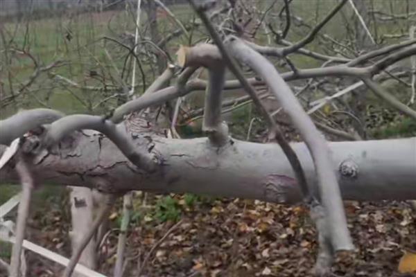 梨树的剪枝时间，适合在9-10月份或冬季修剪