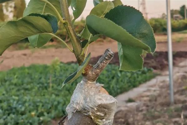 梨树的剪枝时间，适合在9-10月份或冬季修剪