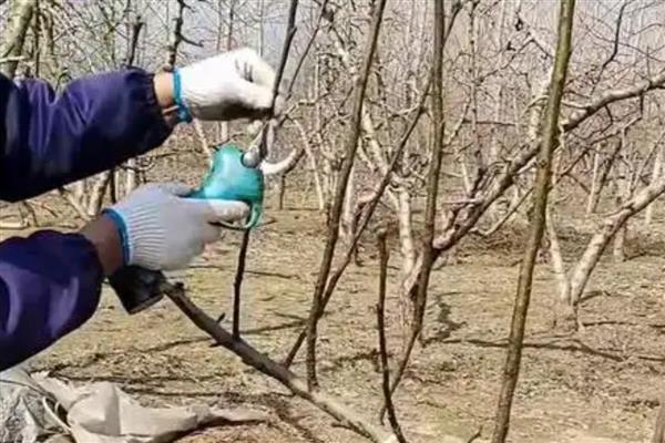 梨树的剪枝时间，适合在9-10月份或冬季修剪