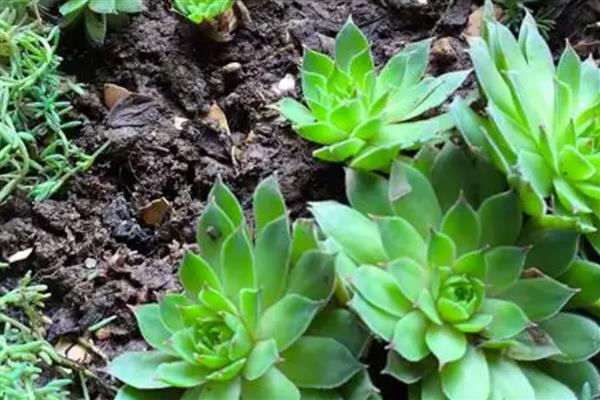 观音莲的繁殖方法，常采取扦插、分株这两种方式