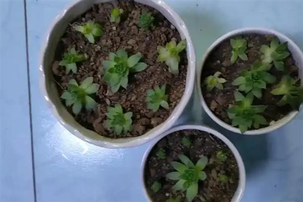 观音莲的繁殖方法，常采取扦插、分株这两种方式