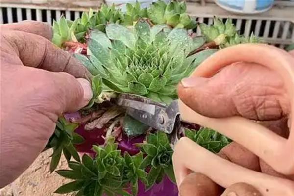 观音莲的繁殖方法，常采取扦插、分株这两种方式