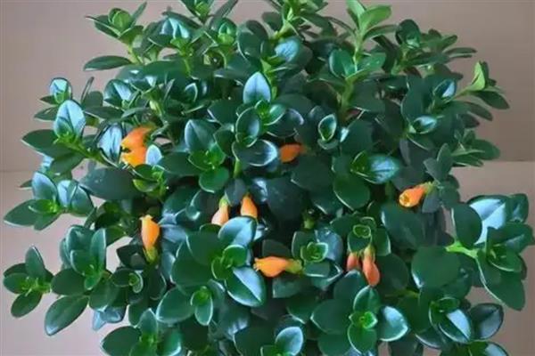 小金鱼花如何修剪，生长初期要对其进行摘心的处理