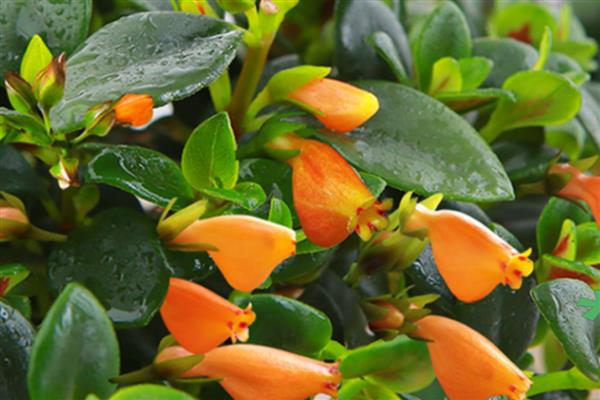 小金鱼花如何修剪，生长初期要对其进行摘心的处理