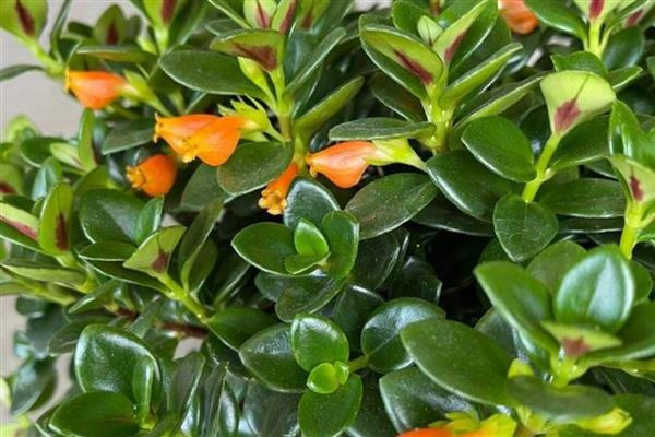 小金鱼花如何修剪，生长初期要对其进行摘心的处理