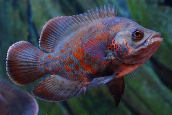 大黄蜂地图鱼吃什么,可选择动物性饲料和合成饲料