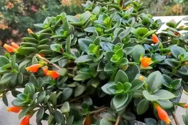 小金鱼花如何修剪，生长初期要对其进行摘心的处理