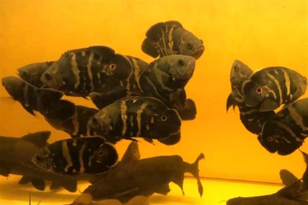 大黄蜂地图鱼吃什么,可选择动物性饲料和合成饲料