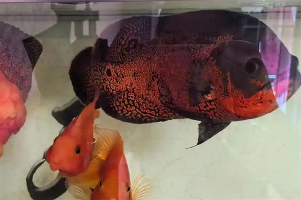 大黄蜂地图鱼吃什么,可选择动物性饲料和合成饲料