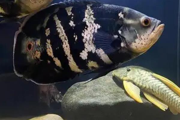 大黄蜂地图鱼吃什么,可选择动物性饲料和合成饲料