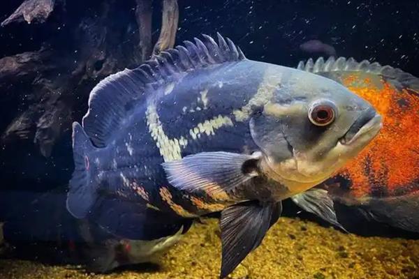 大黄蜂地图鱼吃什么,可选择动物性饲料和合成饲料