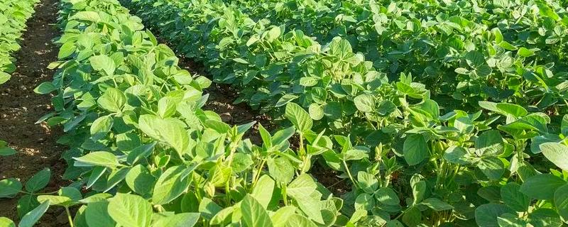 7月份能不能种植绿豆，此时种植会推迟收获时间