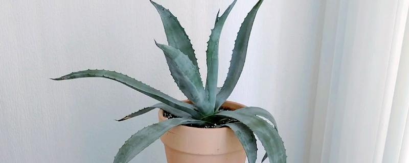 龙舌兰要多久才会开花，养殖10年以上才能看到花朵