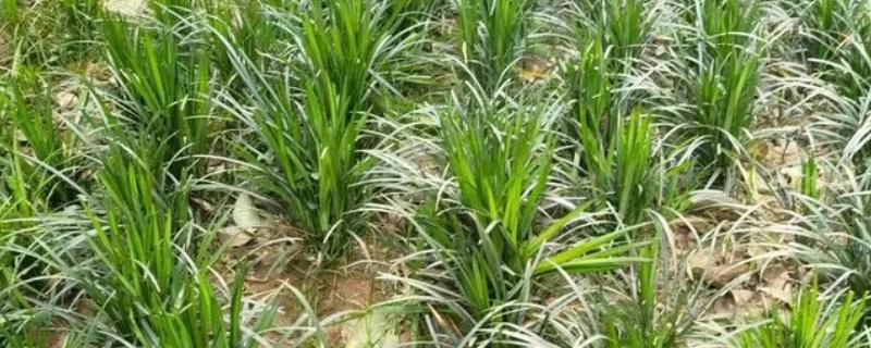 麦冬的常见病虫害与防治方法，常见的有黑斑病、根线虫等