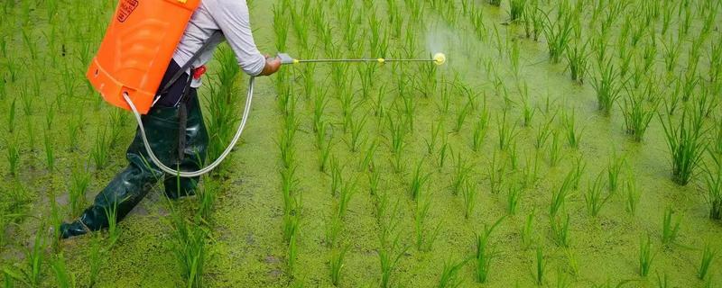 水稻移栽田怎样除草，畦埂沟边除草选用灭生性除草剂
