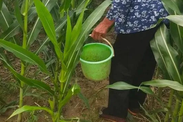 玉米拔节期如何管理，9-12叶期要喷施矮状素