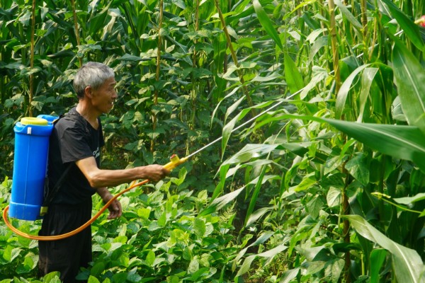 玉米拔节期如何管理，9-12叶期要喷施矮状素