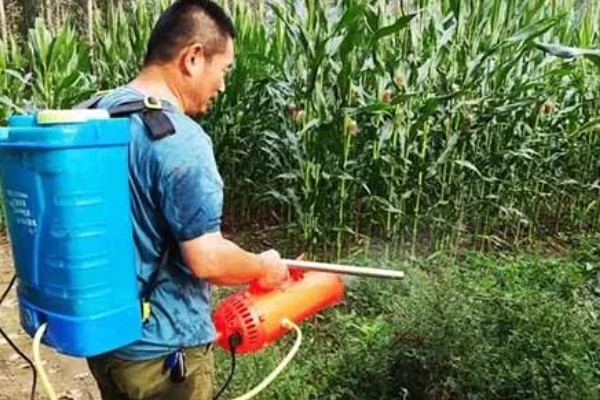 玉米拔节期如何管理，9-12叶期要喷施矮状素