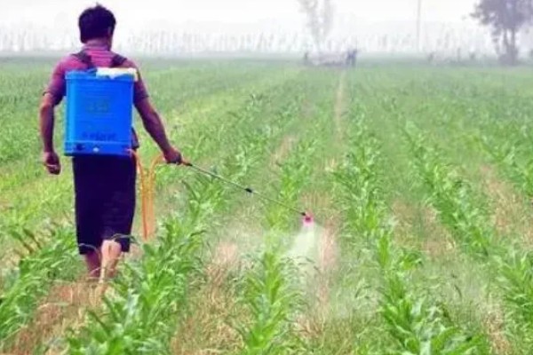 玉米拔节期如何管理，9-12叶期要喷施矮状素