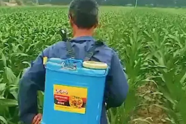 玉米拔节期如何管理，9-12叶期要喷施矮状素