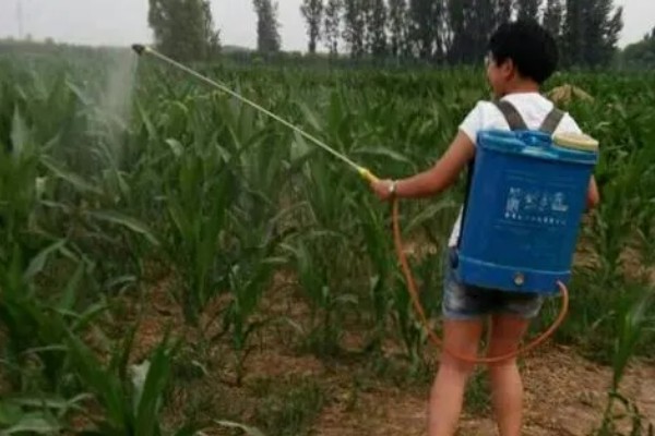玉米拔节期如何管理，9-12叶期要喷施矮状素