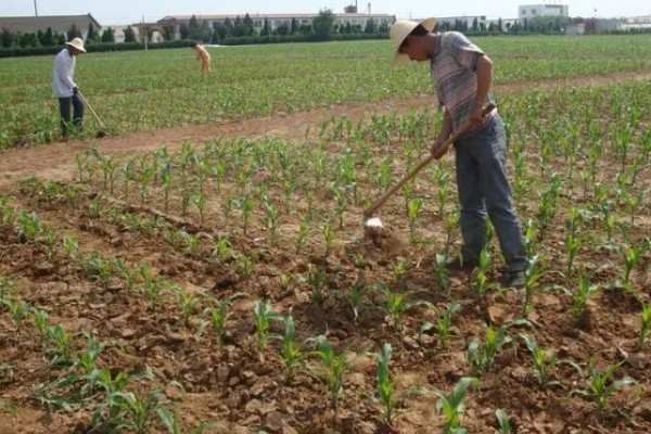 玉米拔节期如何管理，9-12叶期要喷施矮状素