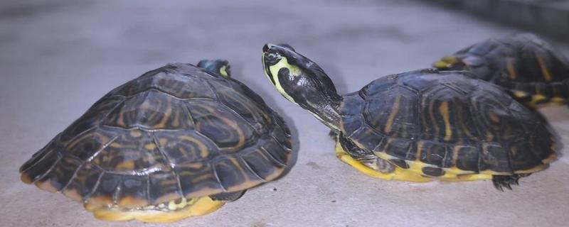 黄耳龟能长到什么程度，一般能达到20厘米以上