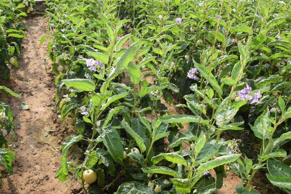 人参果如何施肥,基肥通常要重施