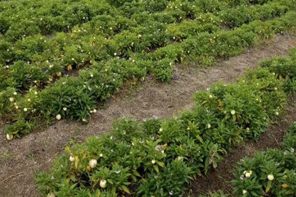 人参果如何施肥,基肥通常要重施