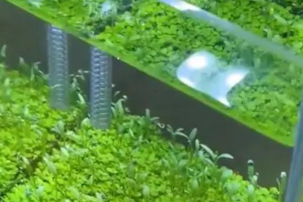 满水如何栽培水草种子,撒播后经过1-2天再注满水