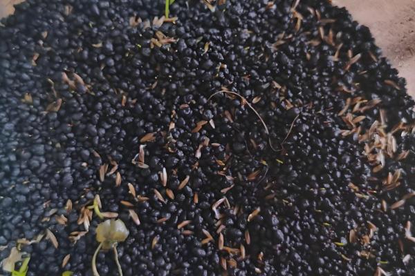 满水如何栽培水草种子,撒播后经过1-2天再注满水