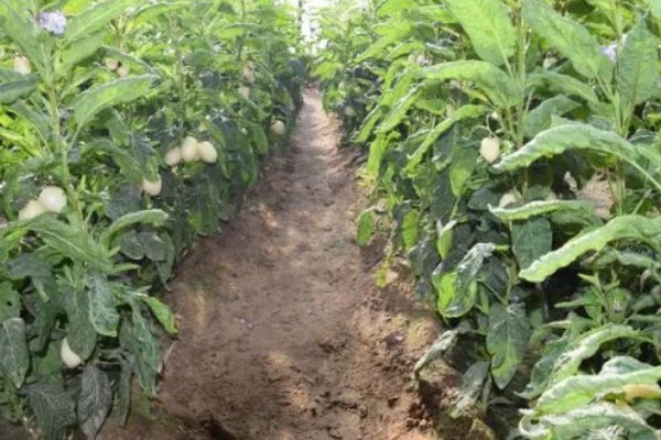 人参果如何施肥,基肥通常要重施