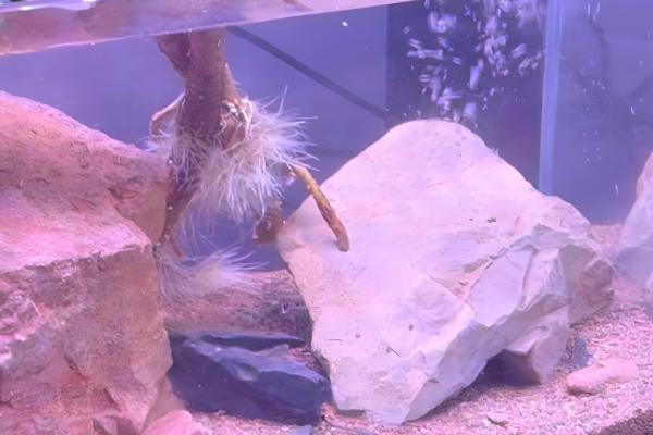 满水如何栽培水草种子,撒播后经过1-2天再注满水