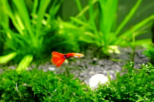 满水如何栽培水草种子,撒播后经过1-2天再注满水